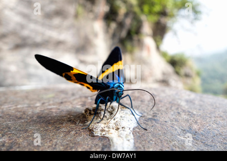 Papillon sur un rocher dans les contreforts de l'Himalaya au Népal. Banque D'Images