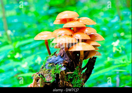 Bande de toadstools croissant sur une souche dans la forêt Banque D'Images