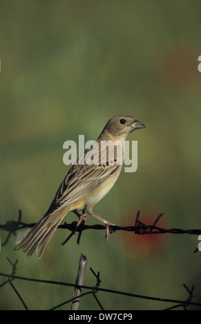 À TÊTE NOIRE (Emberiza melanocephala) femelle adulte perché sur un grillage de Lesbos Grèce Banque D'Images