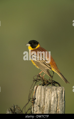 À TÊTE NOIRE (Emberiza melanocephala) mâle adulte, perché sur piquet en été plumage nuptial Lesbos Grèce Banque D'Images