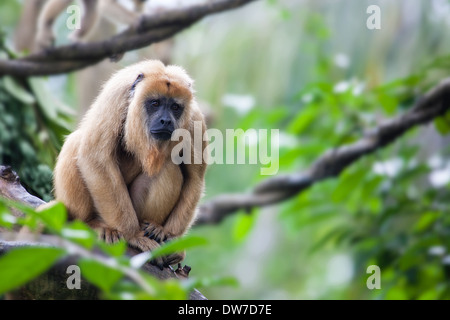 Singe hurleur femelle assis sur une branche d'arbre Banque D'Images