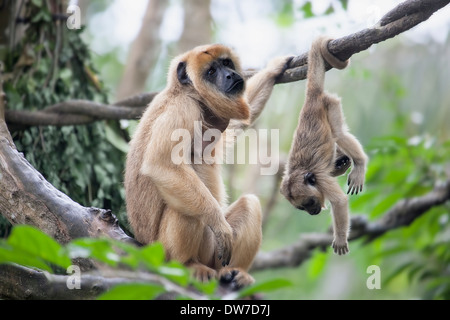 Mère singe hurleur assis sur une branche d'arbre avec bébé singe tête en bas Banque D'Images