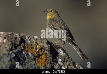 CINEREOUS BUNTING (Emberiza cineracea) mâle adulte en plumage de reproduction d'été perché sur le roc Lesbos Grèce Banque D'Images