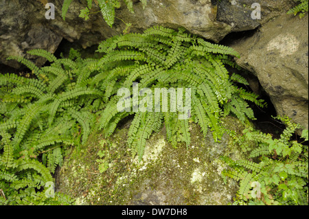 Asplenium trichomanes pachyrachis, Maidenhair Spleenwort sous-espèce Banque D'Images