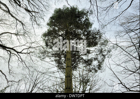 Grand auvent Bois en sapin Banque D'Images