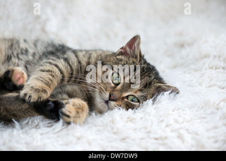 Chat Tabby kitten Banque D'Images