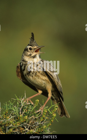 (Galerida cristata CRESTED LARK) mâle adulte, perché sur des chants d'arbustes Lesbos Grèce Banque D'Images