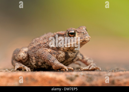 Toad commun, (Bufo bufo), assis sur la brique qui bordure un jardin sauvage, Norfolk Banque D'Images