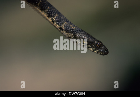 SNAKE (Natrix tessellata dés) Lesbos Grèce Banque D'Images