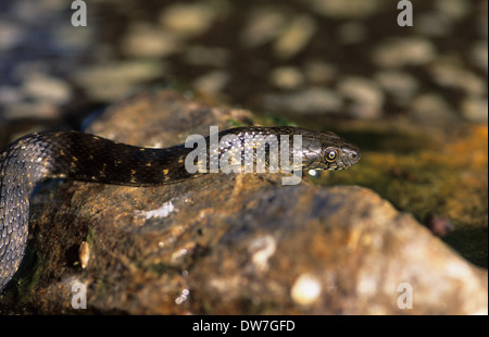 SNAKE (Natrix tessellata dés) Nager dans l'eau Lesbos Grèce Banque D'Images