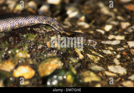 SNAKE (Natrix tessellata dés) Nager dans l'eau Lesbos Grèce Banque D'Images