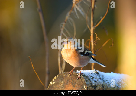 Common Chaffinch, Fringilla coelebs, homme, en hiver la neige, West Lothian, Scotland, UK Banque D'Images