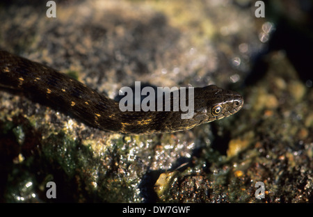 SNAKE (Natrix tessellata dés) Nager dans l'eau Lesbos Grèce Banque D'Images