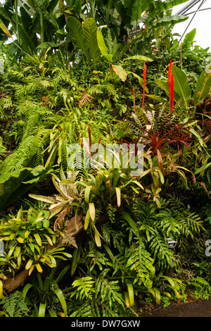Un mélange de broméliacées et autres plantes épiphytes poussant dans le biome des zones tropicales humides à l'Eden Project, Cornwall Banque D'Images