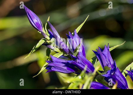 Close up of willow fleurs de gentiane, Gentiana asclepiadea. Banque D'Images