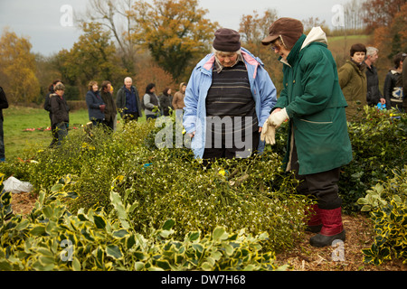 Le gui et le houx d'hiver annuel enchères avant Noël chaque année à Tenbury Wells Angleterre Worcestershire. Banque D'Images