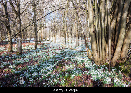 Perce-neige (Galanthus) dans les bois. Welford Park, Welford, Newbury, Berkshire, England, GB, au Royaume-Uni. Banque D'Images