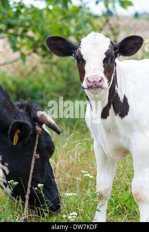 Une face de veau et un profil d'une vache dans un corral Banque D'Images