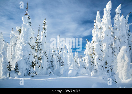 Arbres couverts de neige sur Silver Star Mountain, Colombie-Britannique, Canada. Banque D'Images