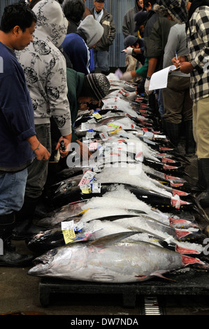 Observer les acheteurs l'albacore, Thunnus albacares, fixant dans le sol pour les enchères dans le marché aux poissons d'Honolulu, Hawaii Banque D'Images