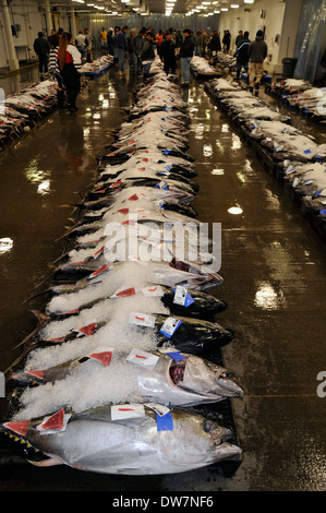 L'albacore ou ahi, Thunnus albacares, couverts sur la glace et fixées aux enchères du marché aux poissons, l'Honolulu Oahu, Hawaii Banque D'Images