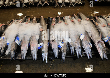 Wahoos ou Ono, Acanthocybium solandri, couverts sur la glace et fixées dans le sol pour les enchères dans le marché aux poissons d'Honolulu, Hawaii Banque D'Images