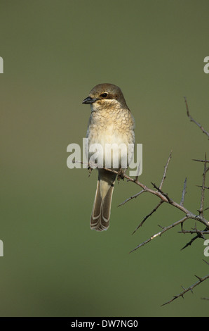 Pie-grièche écorcheur (Lanius collurio) femelle adulte en plumage d'été perché Lesbos Grèce Banque D'Images