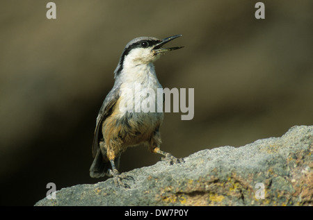 WESTERN ROCK blanche (Sitta neumayer) mâle adulte appel alarme Grèce Lesvos Banque D'Images