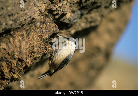 WESTERN ROCK blanche (Sitta neumayer) mâle adulte avec de la nourriture à l'entrée du site de nidification Grèce Lesvos Banque D'Images