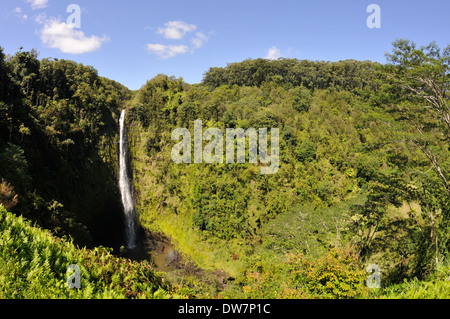 Akaka Falls dans l'Akaka Falls State Park, Big Island, Hawaii, USA Banque D'Images