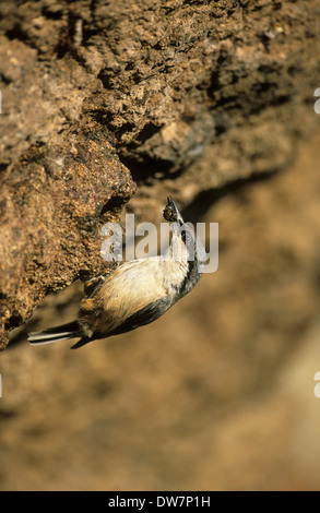 WESTERN ROCK blanche (Sitta neumayer) mâle adulte avec de la nourriture à l'entrée du site de nidification Grèce Lesvos Banque D'Images