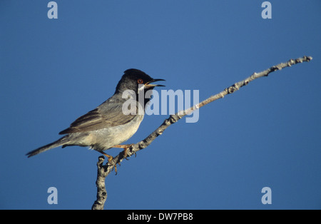 RUPPELL'S WARBLER (Sylvia rueppelli) mâle adulte en plumage nuptial printemps chantant Lesbos Grèce Banque D'Images