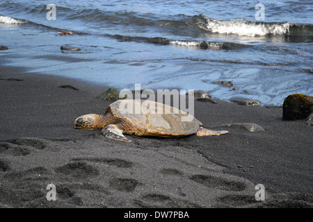 Tortue verte, Chelonia mydas, se prélassant dans la plage de sable noir shore, Big Island, Hawaii, USA Banque D'Images