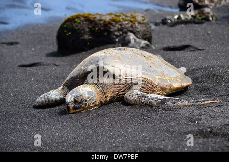 Tortue verte, Chelonia mydas, se prélassant dans la plage de sable noir shore, Big Island, Hawaii, USA Banque D'Images