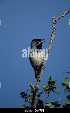 RUPPELL'S WARBLER (Sylvia rueppelli) mâle adulte en plumage nuptial printemps chantant Lesbos Grèce Banque D'Images