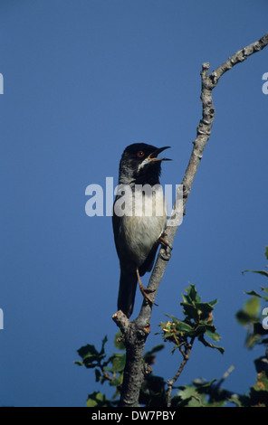 RUPPELL'S WARBLER (Sylvia rueppelli) mâle adulte en plumage nuptial printemps chantant Lesbos Grèce Banque D'Images