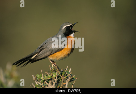 White-throated Robin (Irania gutturalis) mâle adulte sur territoire de l'Anatolie Turquie chant Korkutelli Banque D'Images