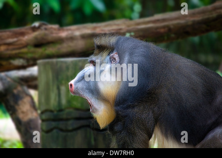 Babouin Mandrill mâle primat appelant Portrait Banque D'Images