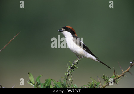 Woodchat Shrike (Lanius senator) mâle adulte en plumage nuptial Lesbos, Grèce Banque D'Images