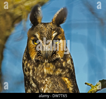 Long-Eared owl Banque D'Images