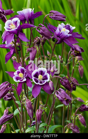 Aquilegia hybride 'Winky Mauve et blanc' dans un jardin privé à Plymouth Banque D'Images