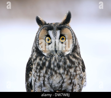 Long-eared Owl Face-à-face Banque D'Images