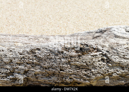 Close up de bois flotté sur la plage Banque D'Images