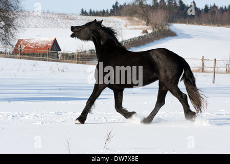 Cheval Noir va galoper en hiver Banque D'Images