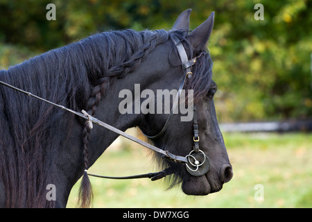 Cheval frison noir Banque D'Images