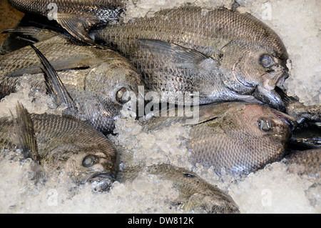 La drépanocytose ou monchongs pomfrets morts, Taractichthys steindachneri, attendre sur la glace pour vente aux enchères du marché aux poissons à Honolulu, Oahu, Hawaii Banque D'Images