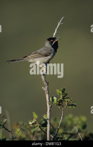 RUPPELL'S WARBLER (Sylvia rueppelli) mâle adulte en plumage nuptial printemps chantant Lesbos Grèce Banque D'Images