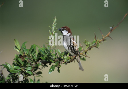Moineau espagnol (Passer hispaniolensis) mâle adulte en plumage nuptial Lesbos, Grèce Banque D'Images