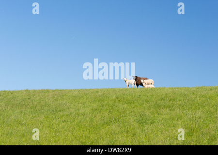 Mouton blanc et brun sur l'île des Wadden néerlandaise Texel Banque D'Images