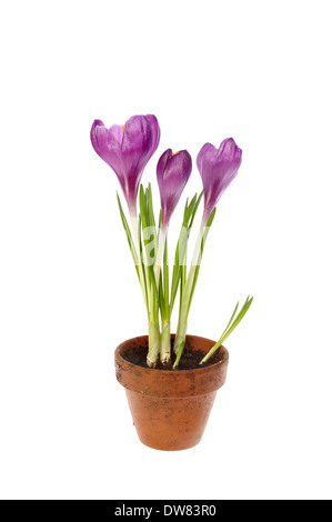 Purple crocus fleurs dans un petit pot en terre cuite blanche contre isolés Banque D'Images